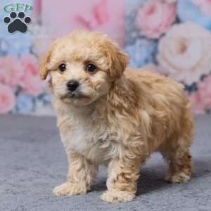 Tulip, Bich-Poo Puppy